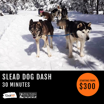 Picture of Sled Dog Dash Tour
