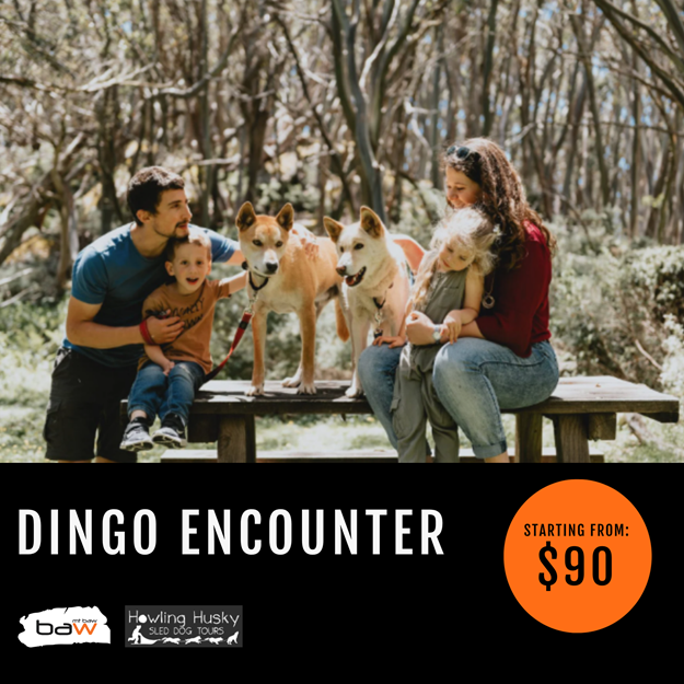 Picture of Dingo Encounter