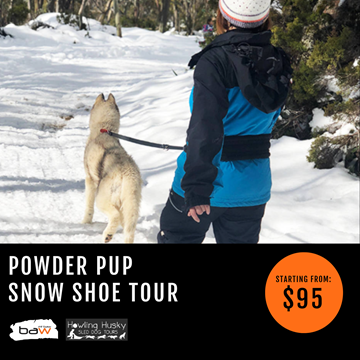 Picture of Powder Pup Snow Shoe Tour