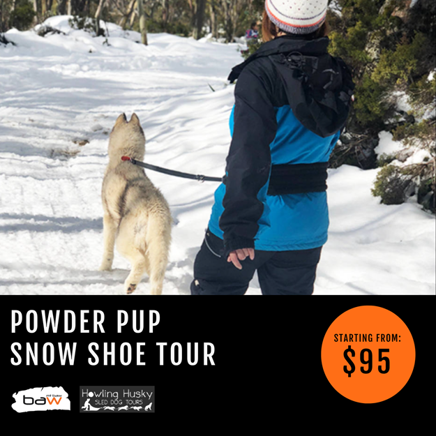Picture of Powder Pup Snow Shoe Tour