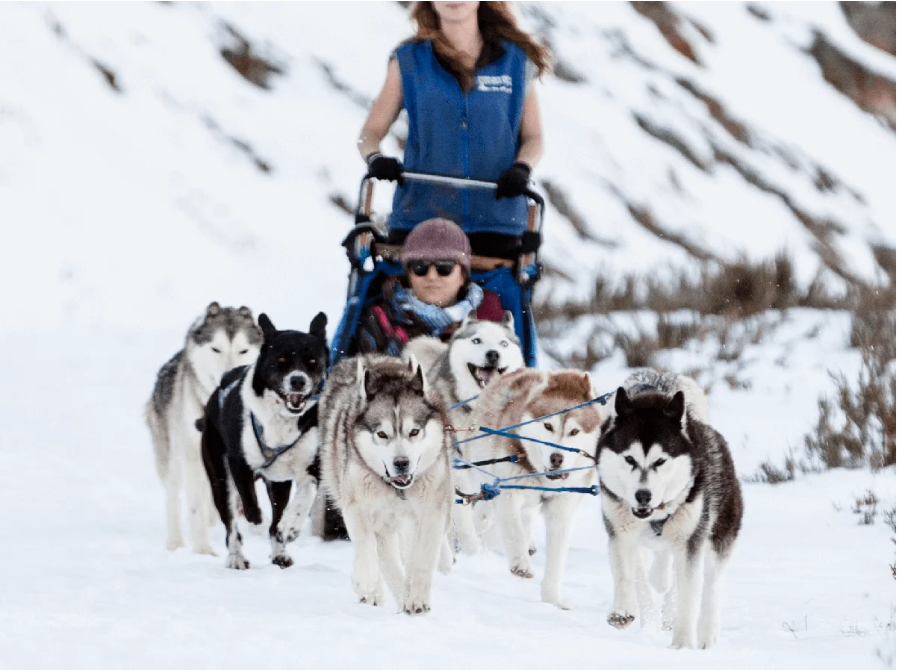 Picture for category Howling Huskys