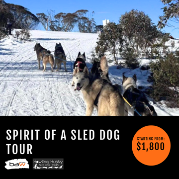 Picture of Spirit of a Sled Dog